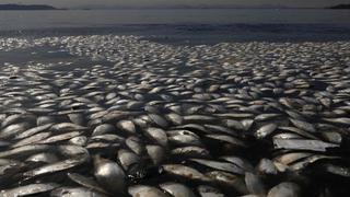 Brasil: Miles de peces muertos aparecen en la bahía de Río