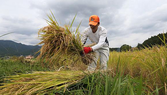 Lanzarán nueva variedad de arroz que se cosecha en cuatro meses