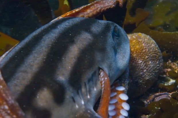 Este es el preciso momento en el que el pulpo le mete una de sus tentáculos por sus branquias para dejarlo sin respiración. (Foto: YouTube Discovery Channel)