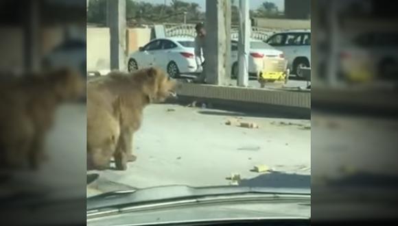 Este ejemplar de oso pardo sirio caminó por las calles de una ciudad en Iraq y desató el pánico y la curiosidad de los transeúntes. (Captura: YouTube)