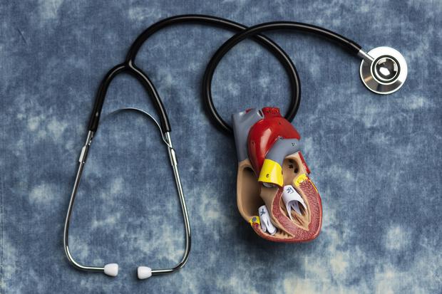 Las válvulas cardiacas actúan como compuertas que regulan el flujo sanguíneo dentro y fuera del corazón.