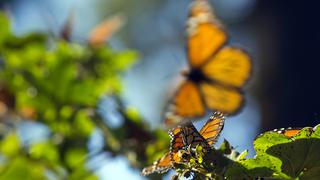 La increíble travesía de la mariposa Monarca