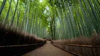 COP 20: Los bosques más hermosos y mejor conservados del mundo