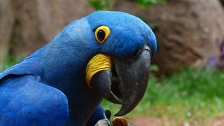 Guacamayas azules que se habían extinguido en estado salvaje vuelven a Brasil