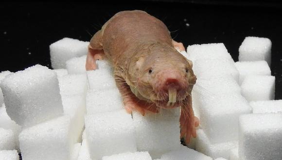 Al igual que las ranas, la rata topo desnuda es un animal de sangre fría. Es decir, no regula internamente su temperatura corporal.