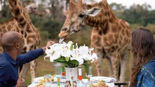 Conoce el hotel de las Jirafas: donde puedes desayunar y pasar tiempo cerca a ellas