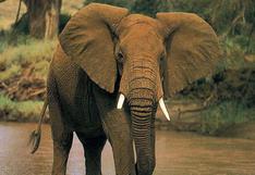 Indonesia: matan al emblemático elefante ‘Yongki’ para cortarle los colmillos