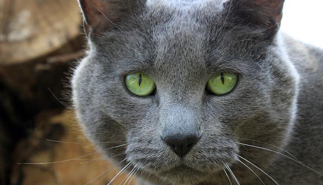 Un rechoncho gato pierde varios kilos y conquista Facebook. (Pixabay)
