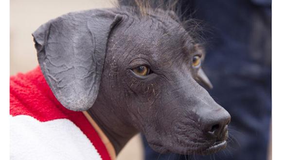 Perros sin pelo como Sumac fueron alguna vez parte clave de la cultura precolombina de Perú. (Foto: BBC)