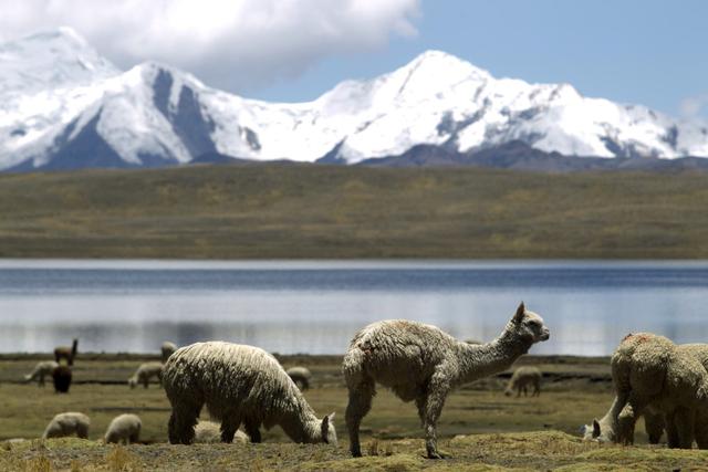 Arequipa: empieza la evacuación de ganado afectado por volcán - 2