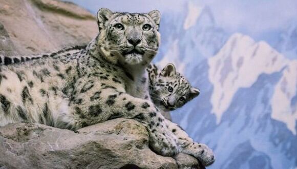 Leopardo de las nieves. Foto: AP