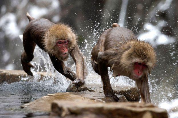 Algunos tipos de simios pueden alcanzar velocidades increíbles. (Foto: Getty Images)