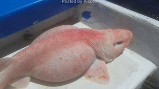 Se reveló misterio del ‘pez alien’ que intrigó a miles