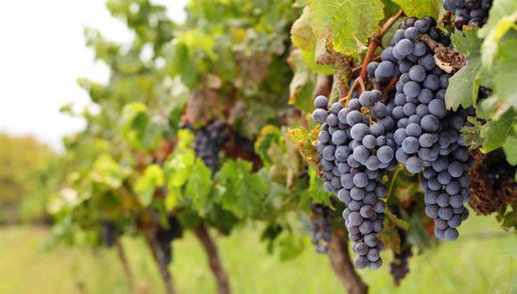 La uva fue la principal fruta exportada. (Foto: GEC)