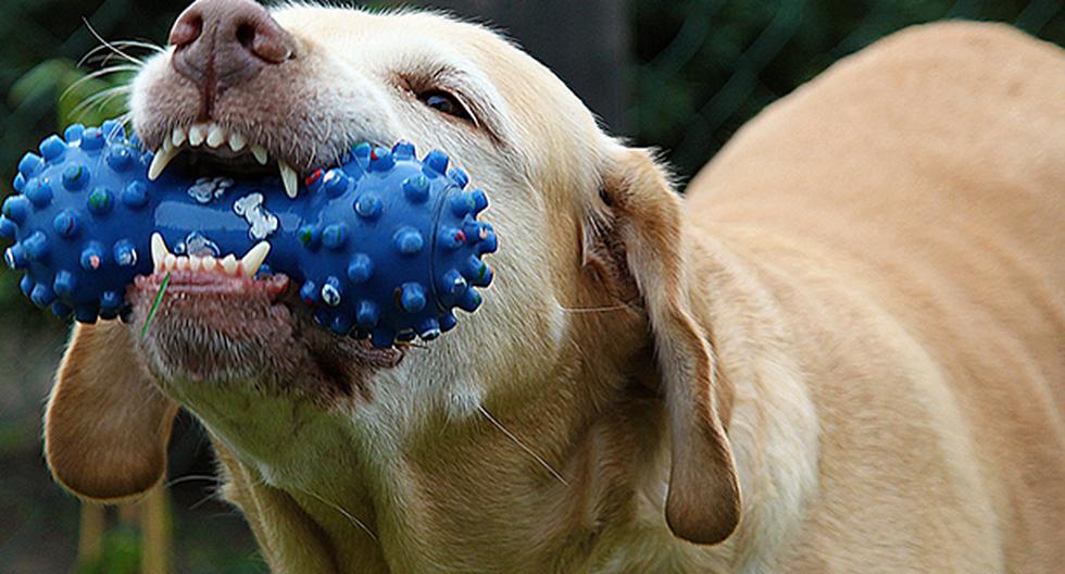 Cuida la salud dental de tu perro. (Foto: Pixabay)