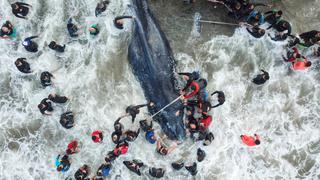 Argentina: Muere ballena encallada pese a esfuerzos por salvarla