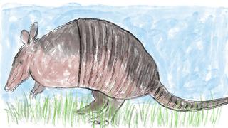 Armadillos y pangolines: animales con armadura, pero muy vulnerables