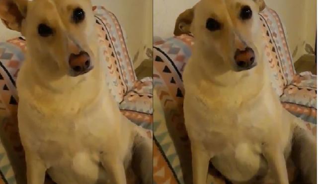 El video viral con la curiosa reacción de un perro ante las preguntas de su dueño. (Twitter | @santi_schenfeld)