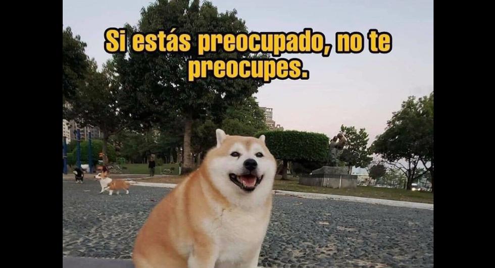 ▷ Shiba Inu: quién es el Perro del Meme furor de la cuarentena【La100】