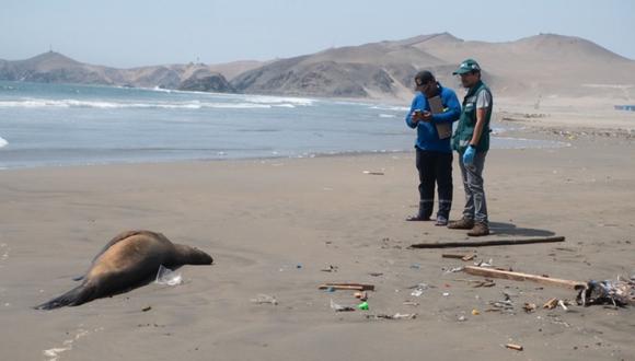 Senasa confirma muerte de tres lobos marinos y un delfín. (Foto: Andina)