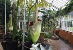 Florecen dos ejemplares de la mayor flor del mundo en jardín botánico belga