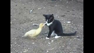 Un gato y un pato demuestran ser los mejores amigos en este tierno video