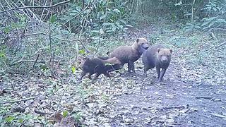 Raros perros de monte captados por cámaras trampa en la Amazonía de Bolivia | VIDEO 