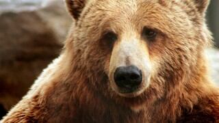 ¿Acaso es un bebé? No, es un oso que actúa como si fuera uno por su particular forma de comer