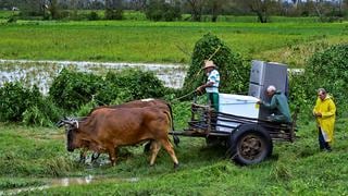 Huracán Ian dañó más de 21.000 hectáreas de cultivos en Cuba