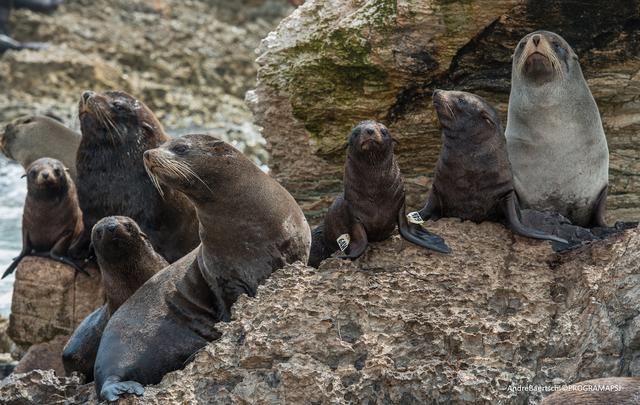 Lobos marinos a salvo en un paraíso llamado Punta San Juan | VIDEOS | TECNOLOGIA | EL COMERCIO PERÚ