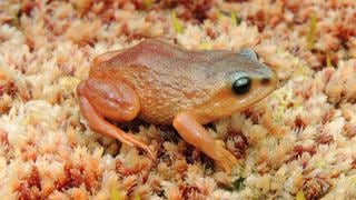 Científicos descubren tres nuevas especies de ranas en Perú [VIDEO]