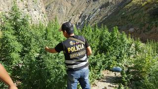 Áncash: hallan más de 12 mil plantones de marihuana en cultivos