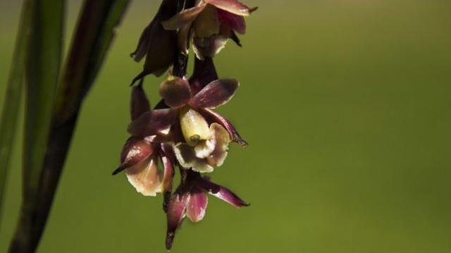 Descubren tres nuevas especies de orquídeas en Machu Picchu - 1