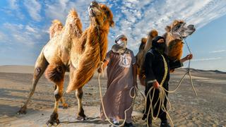 Los reyes del desierto: ¿cómo un grupo de camellos y dromedarios llegaron a la costa peruana?