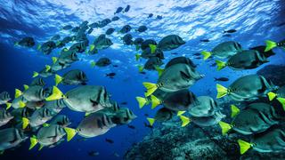 Fotografía submarina: las imágenes más impresionantes de la fauna al fondo del mar