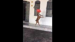 YouTube: Perro demuestra que puede cabecear como Cristiano Ronaldo | VIDEO