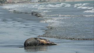 Chimbote: hasta tres lobos marinos aparecen muertos al día