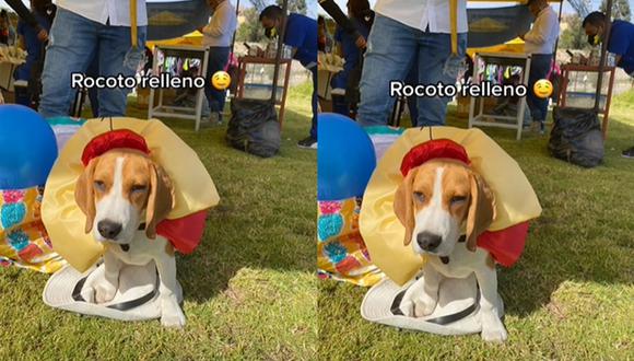 El rocoto relleno es un platillo popular de la gastronomía arequipeña. (Foto: Captura/TikTok-jamonelperro)