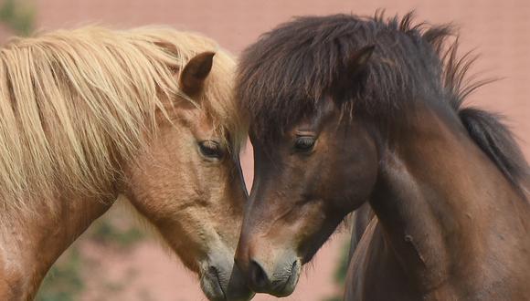 Imagen referencial de dos caballos. (Foto: AFP)