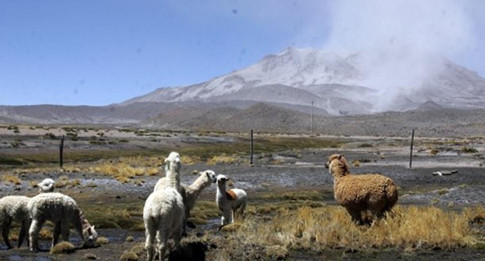 22,400 alpacas estarían en riesgo si volcán Sabancaya continúa emitiendo gases. (Foto: peru21.pe)