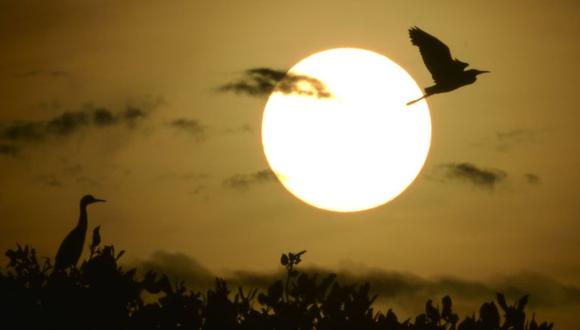 Los ciclos de luz y oscuridad y las fases lunares determinan la actividad de los animales. (Foto: Getty Images - Chaidder Mahyuddin)