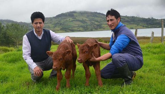 Nace el primer clon bovino en el Perú