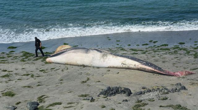 El entierro de una ballena jorobada en Nuevo Chimbote [FOTOS] - 7