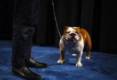WUF: ‘Thor’, el bulldog de dueño peruano que ganó el premio mayor en el National Dog Show de EEUU