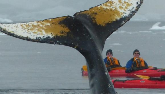 Las ballenas se movieron todo el tiempo muy suavemente entre los kayaks.  Foto: Luis Turi