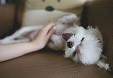 WUF: la inesperada reacción que tiene un perro cuando le hacen masajes