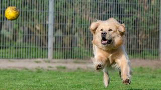 WUF: el impresionante salto de un perro para poder atrapar una pelota en el aire