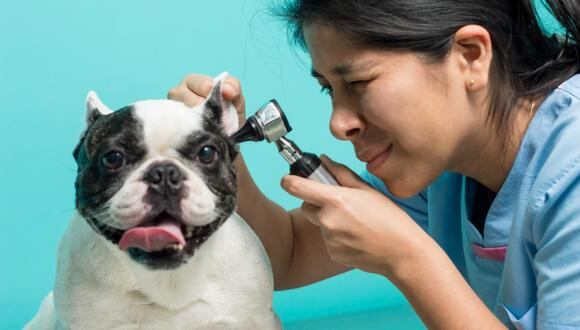 Las orejas y las patas suelen ser puntos críticos en aquellas mascotas alérgicas. Informarse bien puede ahorrar muchas horas de rascado y visitas médicas. (Foto: DermatoVet)