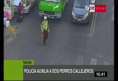 Tacna: Policía ayudó a dos perros callejeros a cruzar la pista mientras dirigía el tránsito