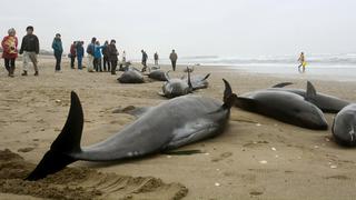 El desolador hallazgo de 150 delfines varados en Japón